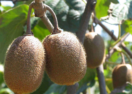 孕期补叶酸首选猕猴桃